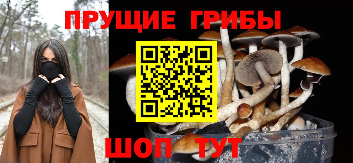 Галлюциногенные грибы Psilocybine cubensis Павлово